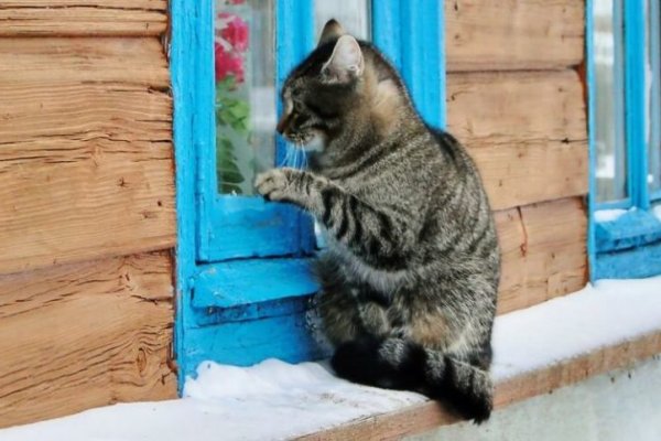 Ссылка на кракен площадка