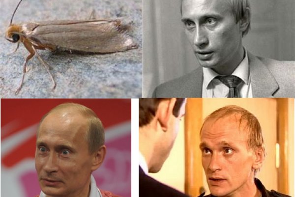 Оригинальная ссылка на кракен
